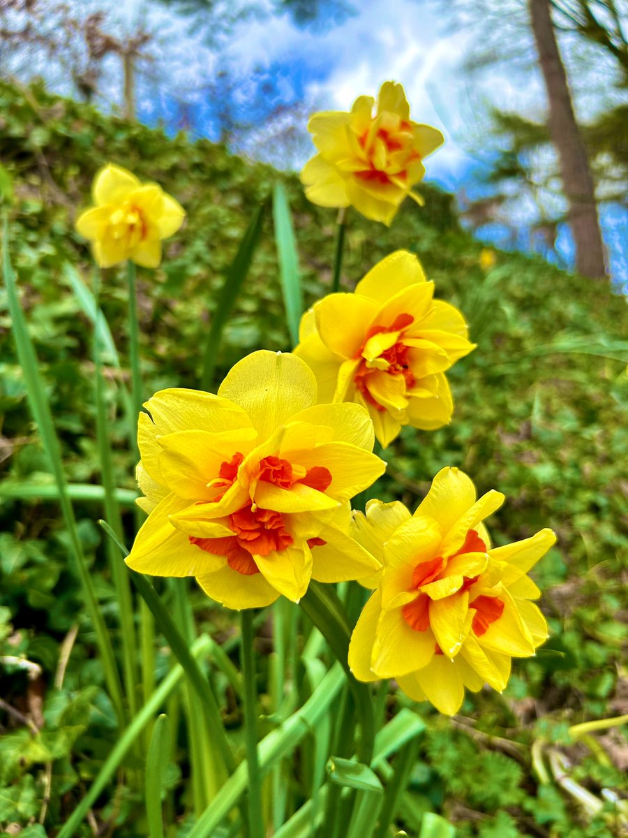 Daffodils waving in the breeze #flowers #GardenersWorld #TuesdayFun #springtime