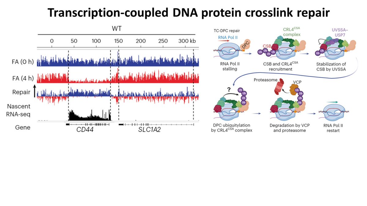 Jurgen Marteijn (@marteijnlab) on Twitter photo Thrilled to announce our latest research in <a href="/NatureCellBio/">Nature Cell Biology</a>! We uncovered the crucial role of CSA and CSB proteins in repairing DNA-protein crosslinks (DPCs) in a novel transcription-coupled DPC-repair pathway. <a href="/ErasmusMC/">Erasmus MC</a> <a href="/MolecularGenet3/">MolecularGenetics@ErasmusMC</a> <a href="/oncodeinstitute/">Oncode Institute</a>
nature.com/articles/s4155… Thrilled to announce our latest research in <a href="/NatureCellBio/">Nature Cell Biology</a>! We uncovered the crucial role of CSA and CSB proteins in repairing DNA-protein crosslinks (DPCs) in a novel transcription-coupled DPC-repair pathway. <a href="/ErasmusMC/">Erasmus MC</a> <a href="/MolecularGenet3/">MolecularGenetics@ErasmusMC</a> <a href="/oncodeinstitute/">Oncode Institute</a>
nature.com/articles/s4155…