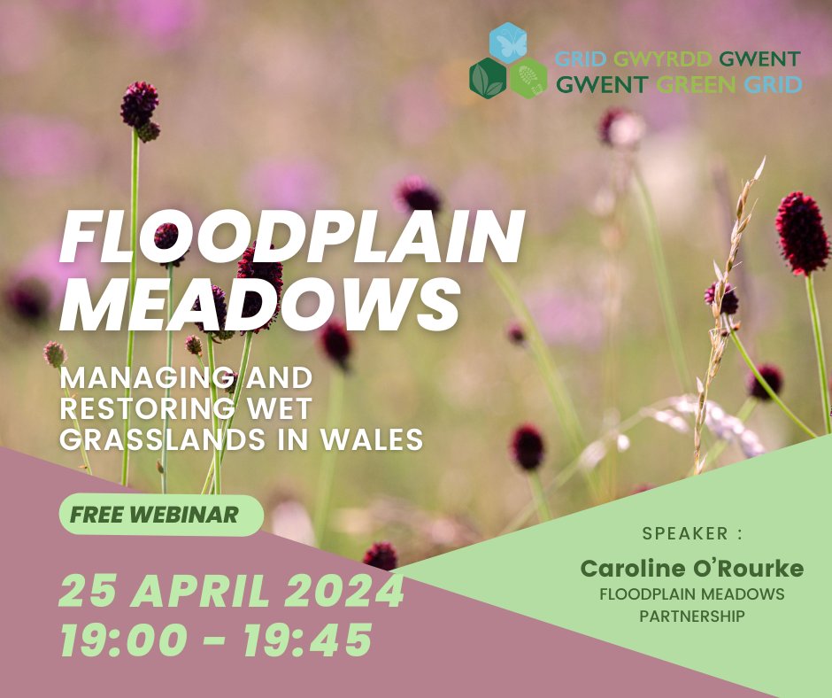 We’re delighted to announce that Caroline O'Rourke and Professor David Gowing from @Floodplainmead are kindly giving a free webinar to the Gwent LNPs about their role in biodiversity conservation in Wales More info and register for free here 👇 bit.ly/floodplainwebi…