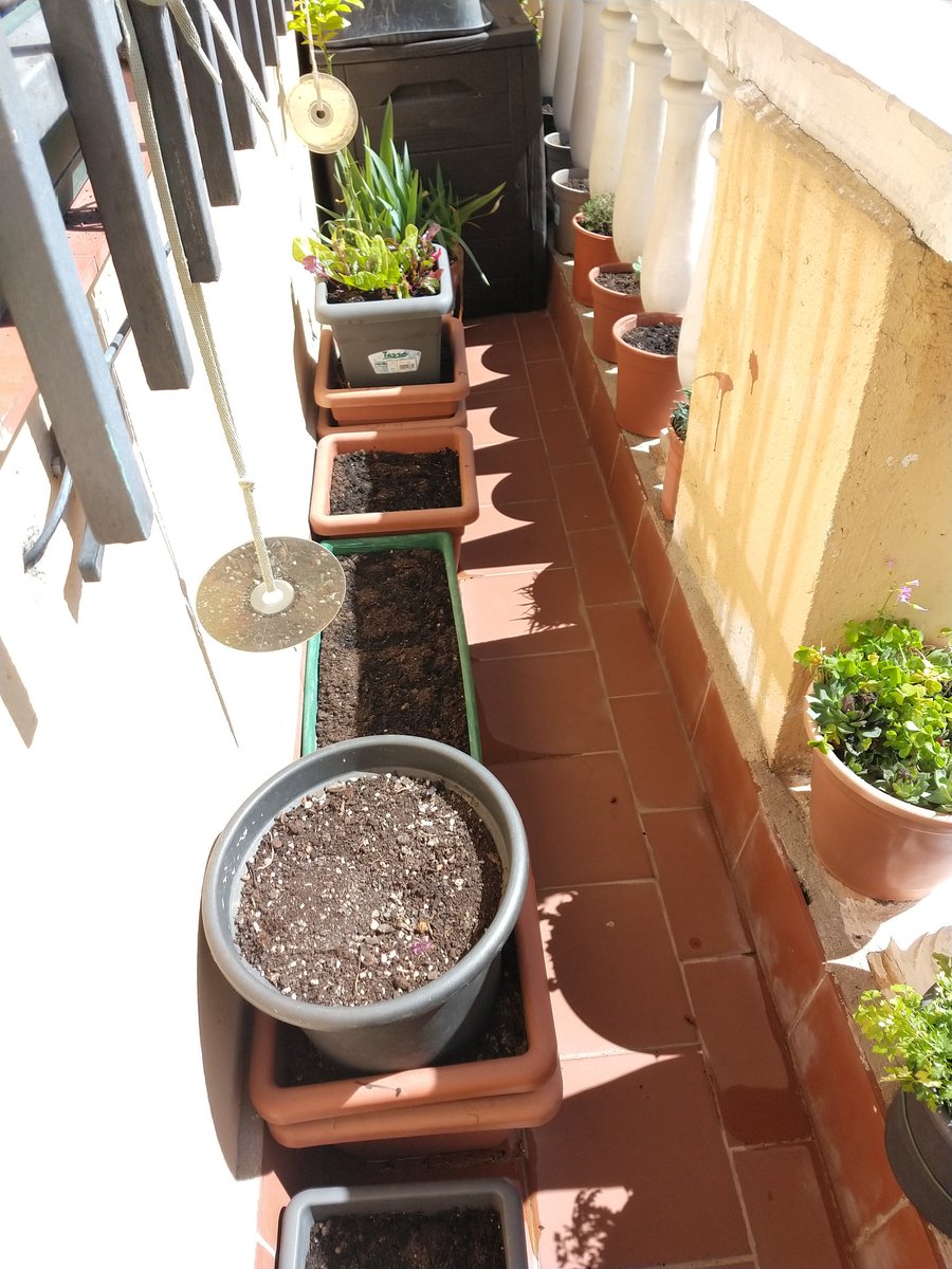 pancartera's tweet photo. Arreglos vegetales y promesas plantadas.
Arranca la temporada del #minihuerto aún mucho más reducido.
Insectos a mí. Arañas NO.
Abstenerse hongos, ácaros y otras plagas. https://t.co/eV0blCWROC