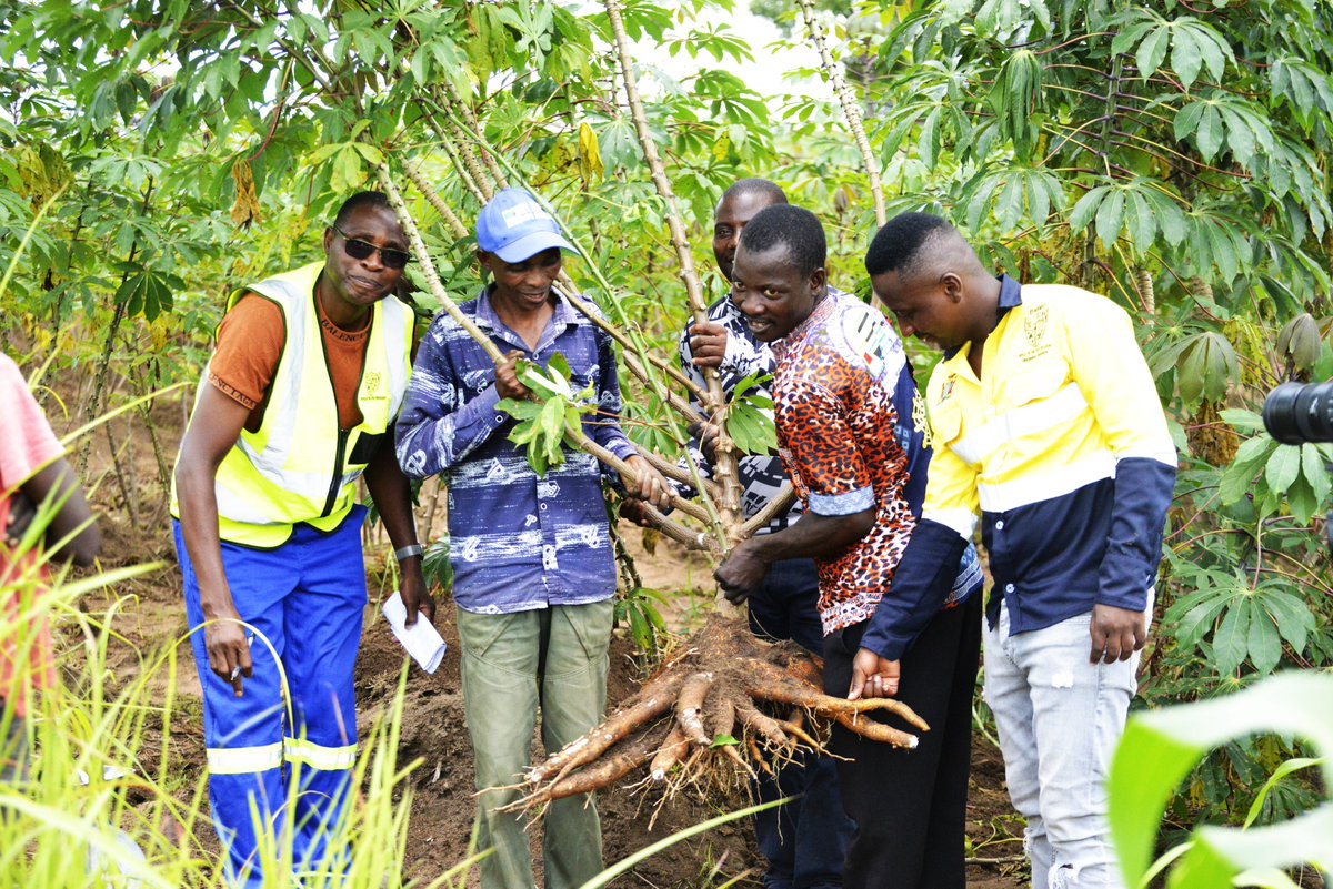 Curbing Cassava Brown Streak & Mosaic Disease in Northern and Luapula Provinces Video in the link:youtu.be/iB2nY3dwVrU