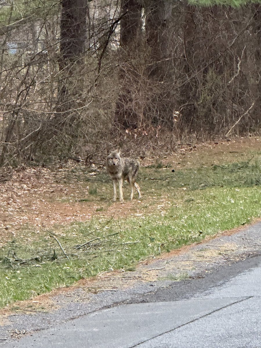 Coyote met on morning run