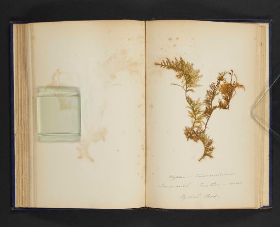 #WhitehavenArchives hold the volumes of J J Flintoft's British Mosses and Ferns of the English Lake District, published in 1857. The specimens are still inside. #collector #EYANature @explorearchives