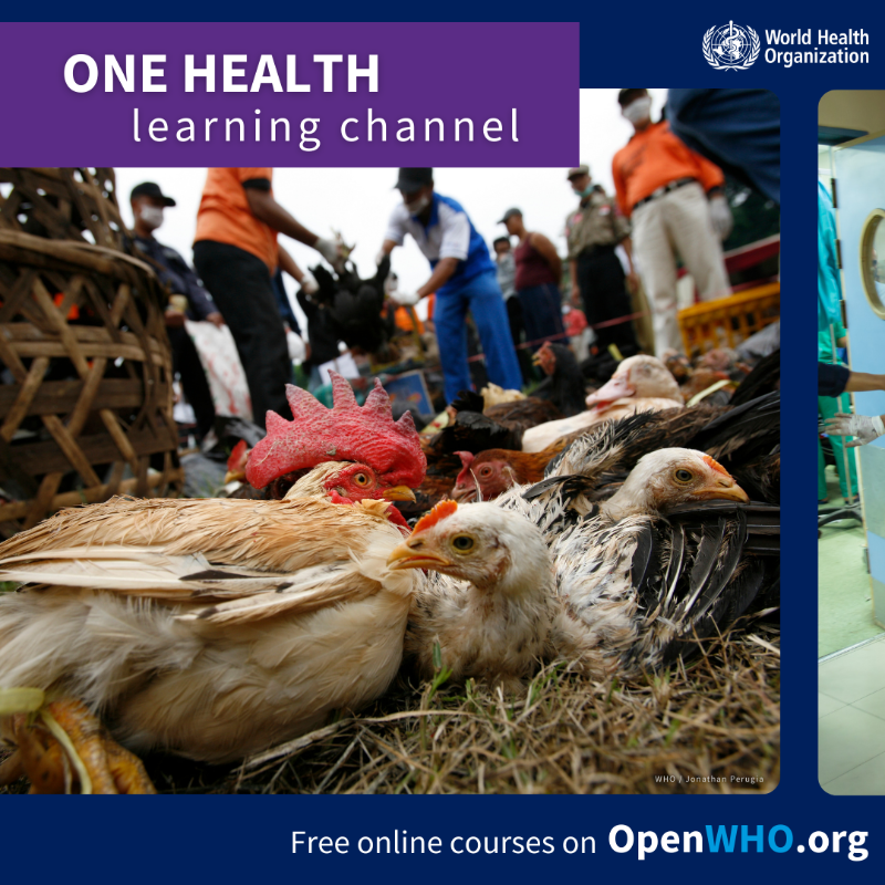 WHO's tweet photo. Everyone, everywhere has the right to access quality health information.

On #OpenWHO, you can join free online courses on more than 260 public health topics across 25 learning channels. Courses are available in 72 different languages.

Explore https://t.co/RjHSBkVjlH ⬇️