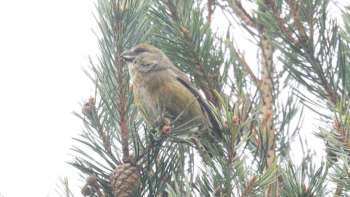 A garden Common Crossbill, female N6 call type. Last years cones are finally cracking and letting the narrower-billed Crossbills and Siskins into the feast! #highlandbirds
