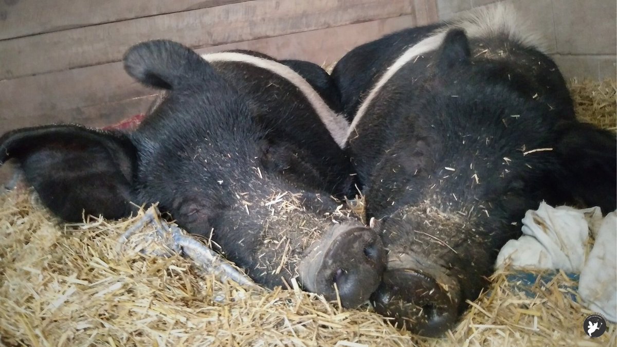 We missed posting this photo yesterday for National Siblings Day.  Good night and sweet dreams from beautiful siblings Hercules & Mercy. 

#HEEFS #HappilyEverEstherFarmSanctuary