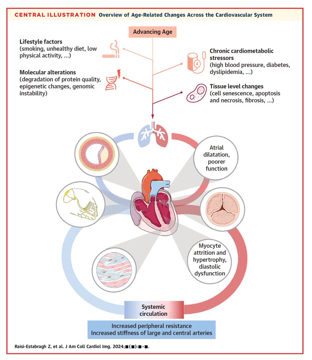 People around the word are living to older ages. Understanding the aging heart is key to improving the 'healthspan' How can we best capture biological aging of the heart? We review key concepts, established and emerging methods: doi.org/10.1016/j.jcmg… #healthyaging #MedEd