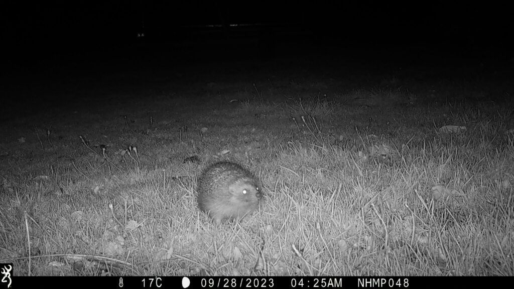 We're proud to partner with @PTES for a new national #hedgehog survey! The National Hedgehog Monitoring Programme (NHMP) is a new approach to counting #hedgehogs & we need your help. 🦔 Get involved 👉 buff.ly/3wZYcjD 📷 Hedgehog spotted part of NHMP #WildlifeWednesday