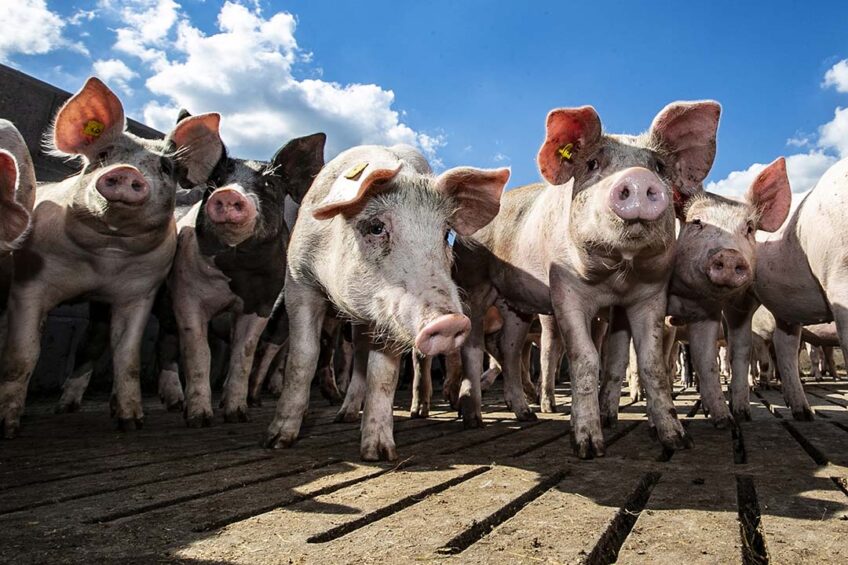 Development of the pig industry requires an improved protein utilisation rate from new protein sources with lower carbon footprint and land use. Read this article at: ow.ly/PwmL50Rc4bs, where 7 alternative protein sources in the pig’s diet will be discussed... #Feed #Pigs