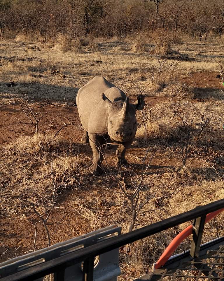 🦏🌈 Happy National Unicorn Day! 🌈🦏 Did you know that rhinos are the real-life unicorns of the animal kingdom? With their majestic horns and powerful presence, these magnificent creatures deserve to be celebrated too! Let's spread some love for rhinos and their incredible