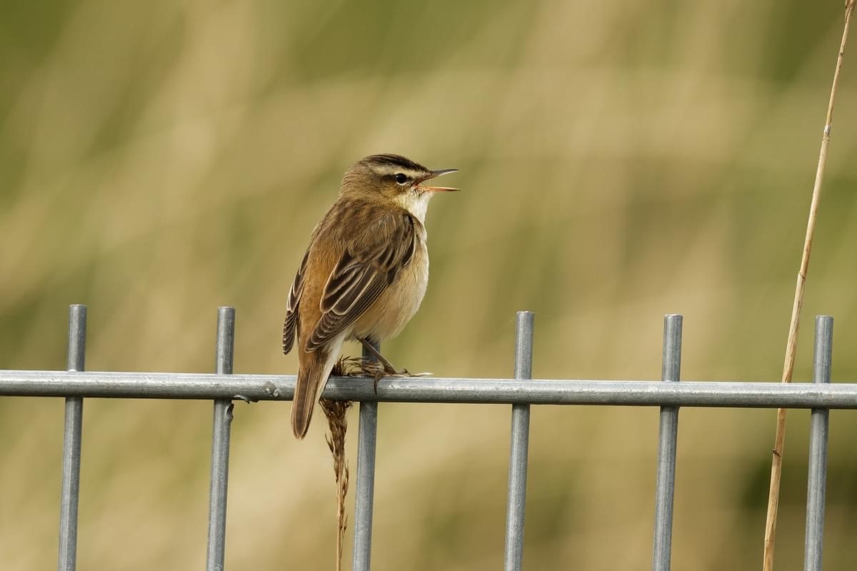 Not quite so Dawn Chorus Guided Walk, if you're keen to enjoy incredible bird song but don't want to wake up at 3am this is the event for you. Join us on Sunday 19th May. To book tickets follow the link events.rspb.org.uk/rainhammarshes Photo credit: John Humble