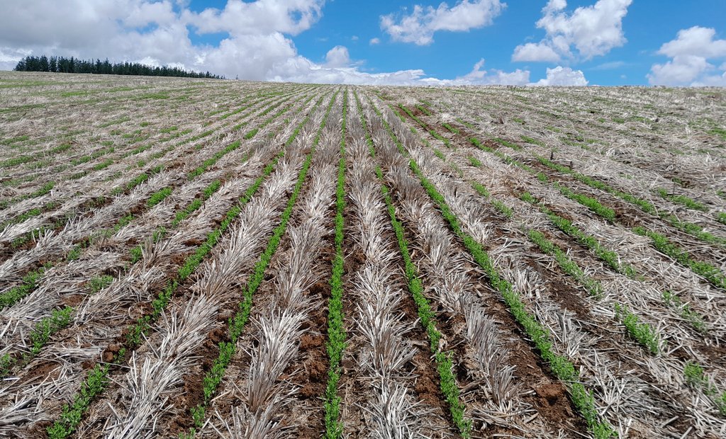 Impressed at how linseed is coming up through heavy barley stubble. Looking forward to painting this field blue in a few months!