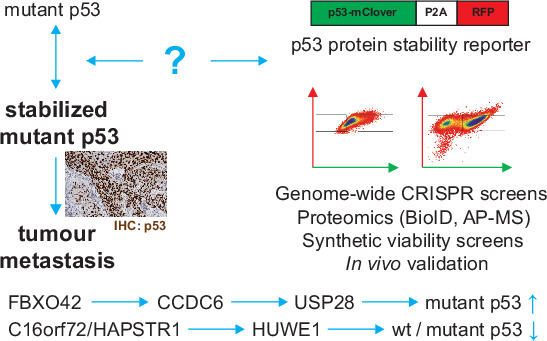 Genome-wide #p53 protein stability screens provide a comprehensive view of the processes regulating wild type & mutant p53 & uncover potential targets for reinforcing wt p53 or targeting mutant p53 in cancer ➡️ embopress.org/doi/full/10.10… @DanielSchramek @UofT #CRISPR