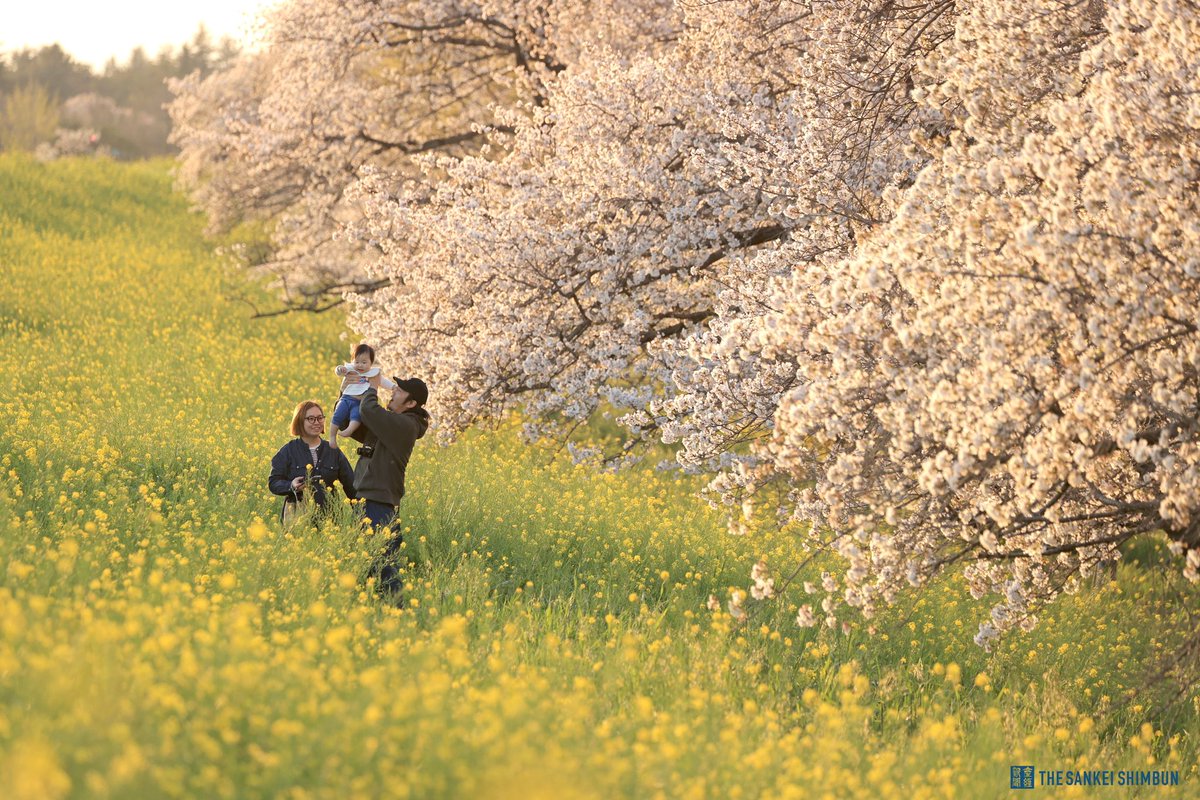 埼玉県熊谷市を流れる荒川沿いでは、約５００本のソメイヨシノが見頃を迎え、菜の花との共演を楽しめます。
#桜便り2024
#熊谷桜堤
#桜