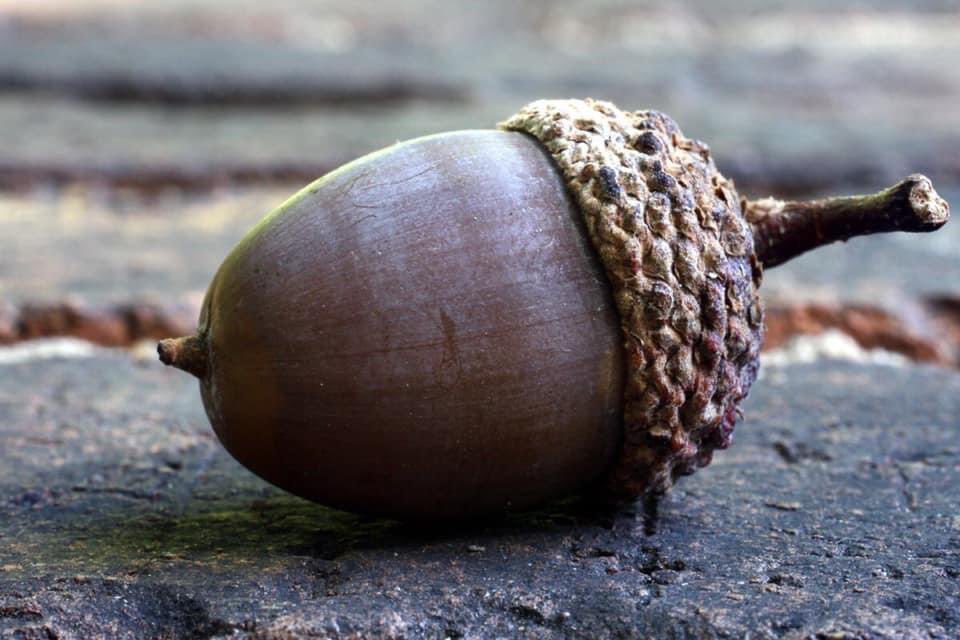 The acorn is a reminder that one small seed of hope has the potential to grow into something Mighty! A blessing that is full of possibility with just a bit of nourishment will thrive & prosper. May your day be filled with life's unexpected blessings 🙏💖