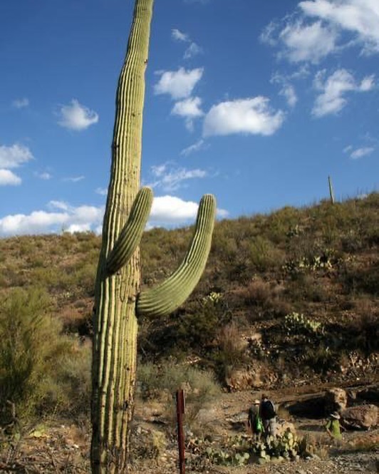 Image: A saguaro cactus with arms ready for fisticuffs at @saguaronationalpark.