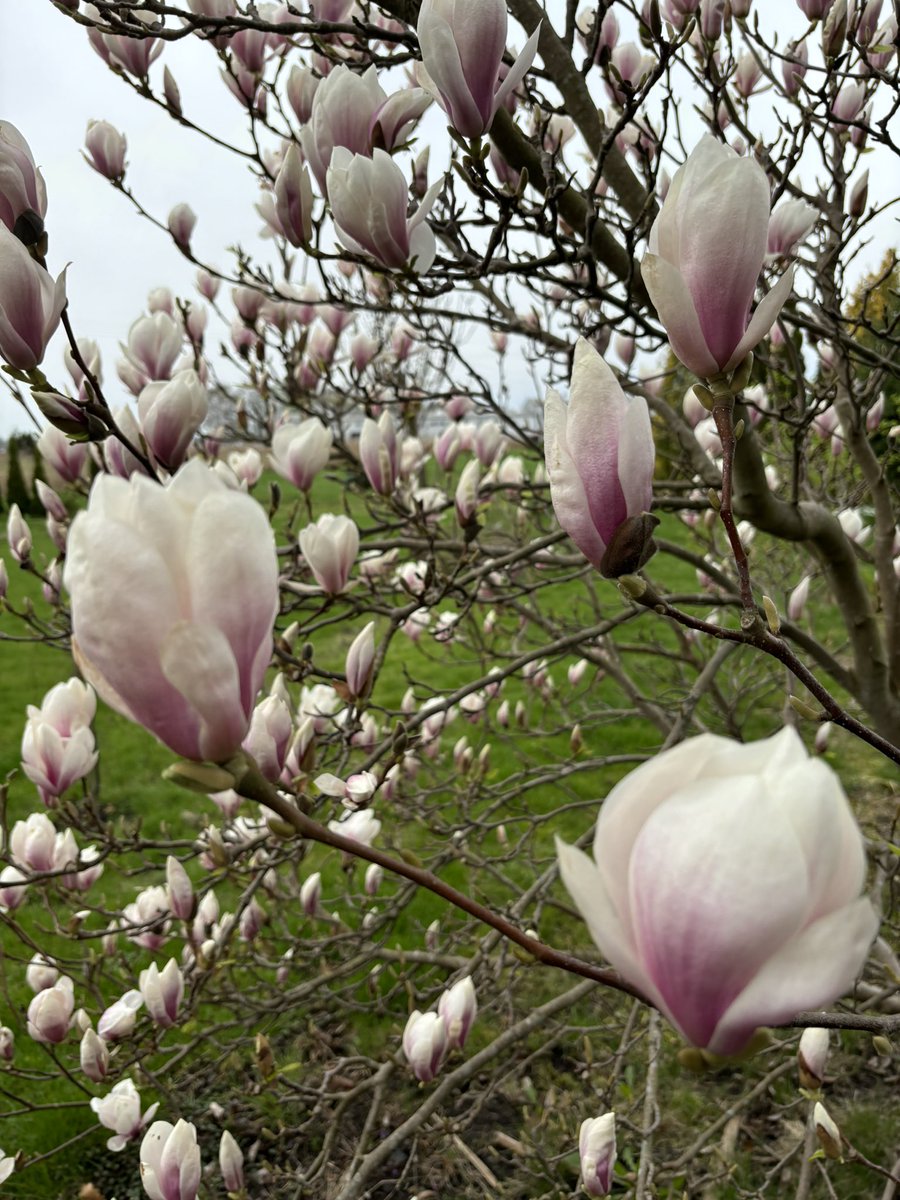 Przepiękne dzień dobry. #PrzepiękneDzieńDobry #Kwiecień #wiosna #magnolia