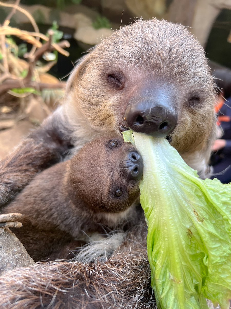 ㅤ
ナマケモノの赤ちゃんの名前募集が終了し、2500人以上のお子様たちが一生懸命名前を考えてくれたおかげでたくさんの名前が集まりました👏🏻
みなさんありがとうございます🦥💓
ㅤ
名前は4月19日の王国公式YouTubeで発表予定なのでお楽しみに〜！✨
ㅤ
#那須どうぶつ王国
#フタユビナマケモノ