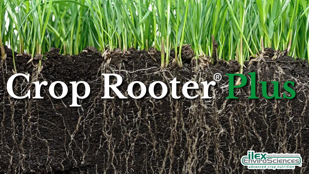 Shallow rooting - Enhance crop resilience with biostimulants tailored for shallow-rooted systems 🌱💡Harnessing plant growth regulators and beneficial microorganisms, these formulations bolster root architecture, optimizing water and nutrient absorption. 🌊🌿#Biostimulants #Roots