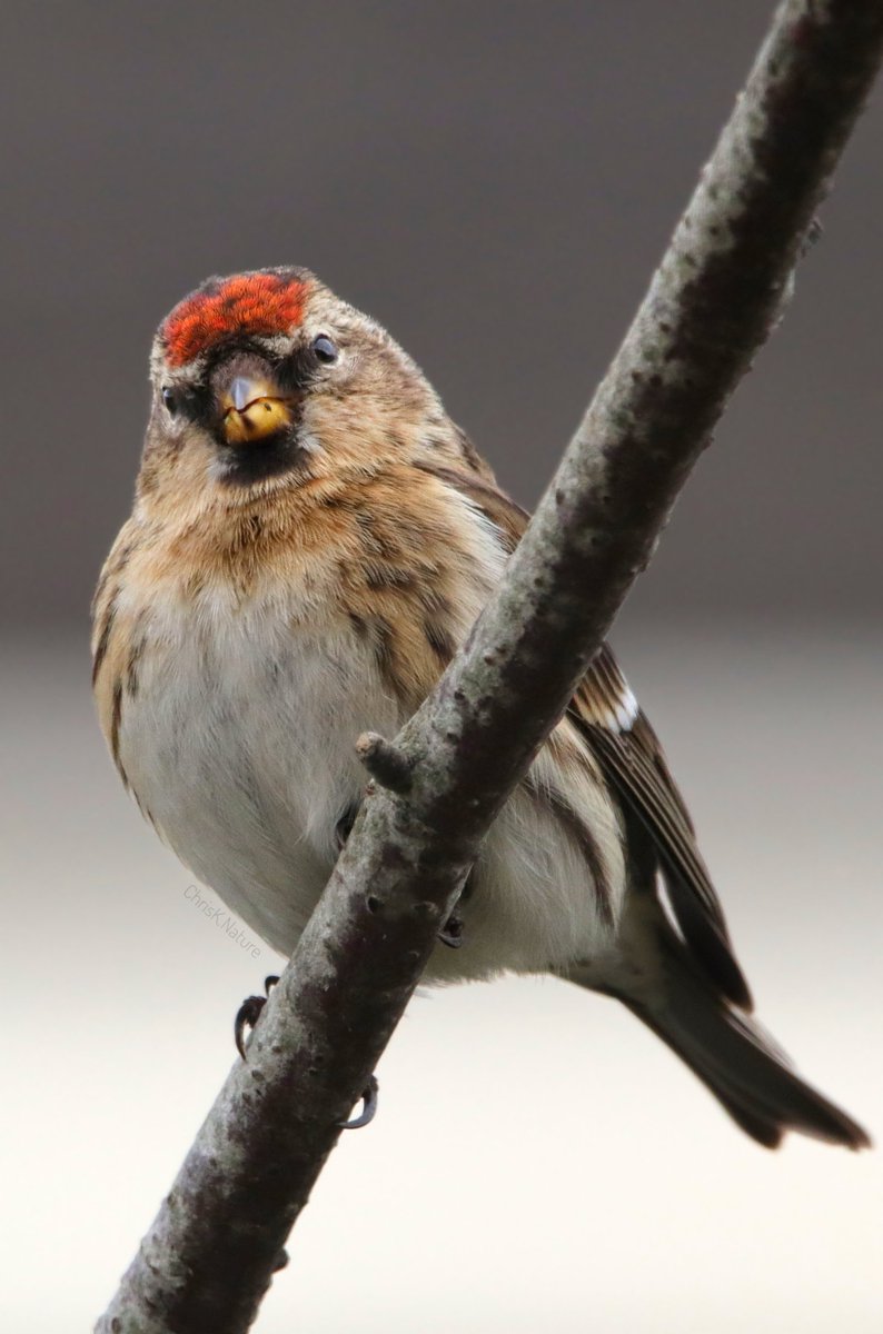 'Vacant Gaze' I'm having a few of those after a terrible March month (e.g. bye bye car 😫) #redpoll #birds #birdwatching #wildlife #nature #NatureBeauty #naturelovers #TwitterNatureCommunity