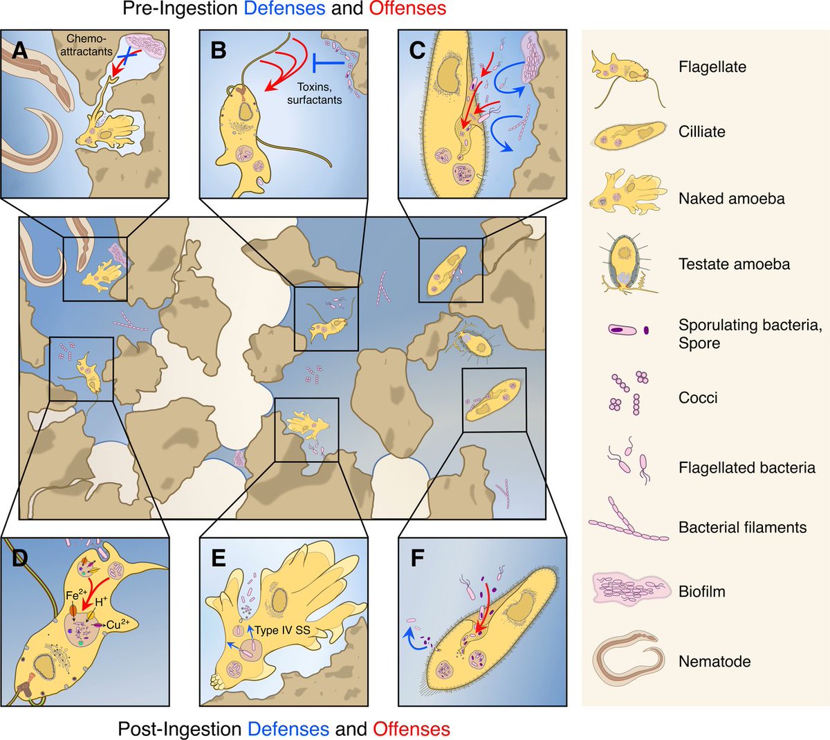 How can we better understand soil #ecosystems? This Comment discusses the power of integrative approaches for understanding predator-prey interactions &for revealing how they shape #populationdynamics in soil communities ➡️ embopress.org/doi/full/10.10… @jordivangestel @embl