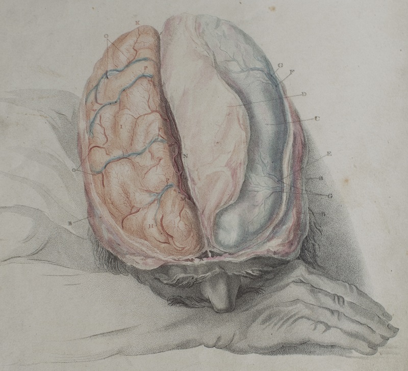 To celebrate #NationalSiblingsDay here are two stunning illustrations by brothers John (1763–1820) and Charles Bell (1774-1842). The Bell brothers were Scottish surgeons and anatomist but they were also talented artists and illustrated their own works.