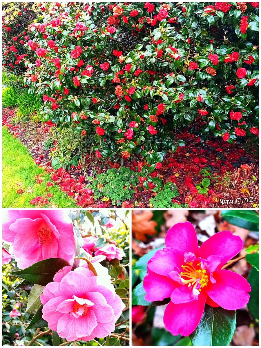 Blooming camellias is always a charming holiday for the soul... 🥰 🌿🌺🌿 #cuteeli #art #nature #NatureBeauty #NaturePhotography #camellia #pink #positive #environment #gardening #beautiful #flowers #garden #bloom