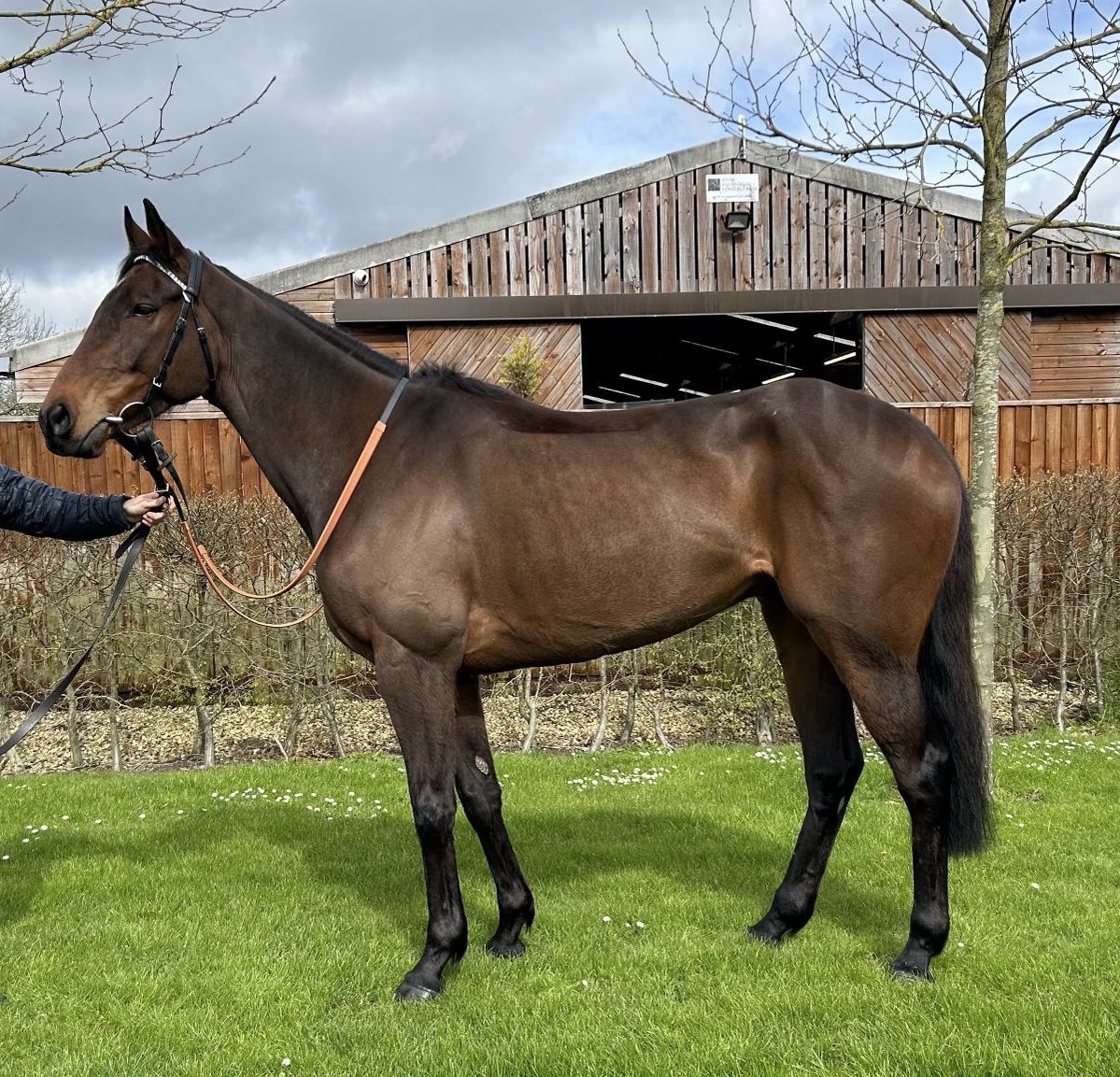 💥 NEW SYNDICATE HORSE 💥 Shares available in our new syndicate horse, NO BUT I WILL, a three time winner by grade 1 winning sire, Telescope, in training with @RobbieLlew. If you would like more info, follow the link or get in touch. onthegallopsracingclub.com/index.php/nobu…