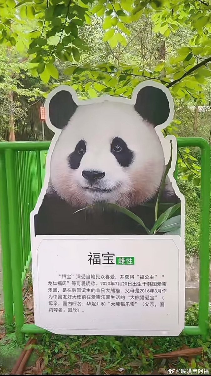 bbh_ooh's tweet photo. #福宝 #Fubao  #panda #푸바오 
20240410
잘 먹었습니다, 우리 공주님 https://t.co/Z4Qc7ioCaY