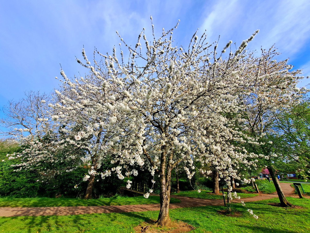 Can we just give a shout out the town/city planners who, back the day, decided to plant so many amazing cherry trees across #MiltonKeynes - at this time of the year, they look 'blooming' lovely! 🌸🌸🌸 #LoveMK