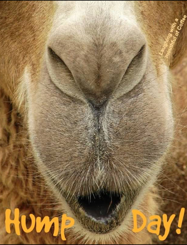 Morning everyone, Happy Hump Day… I hope you have an awesome day today! ☕️😉👍