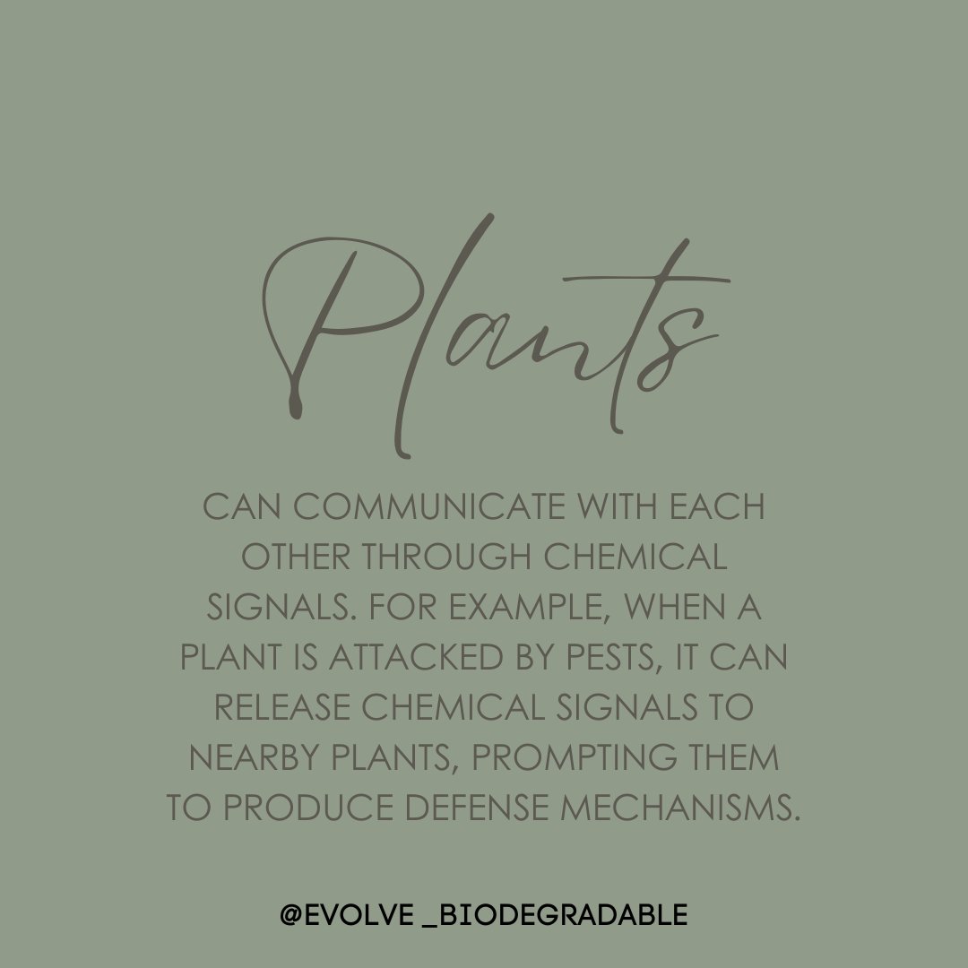 Nature is so smart, don't you think?🌻

Shop Online: evolvebiodegradable.co.za

#evolvebiodegradable #toxinfreeliving #sustainableproducts #goinggreen #naturalskincareproducts #deepcleaning #handsanitizer #nontoxicbeauty #ecofriendlyproducts