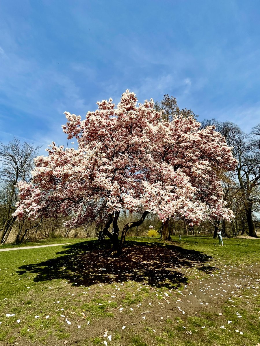 Cherry blossoms are here! #prospectpark #nature