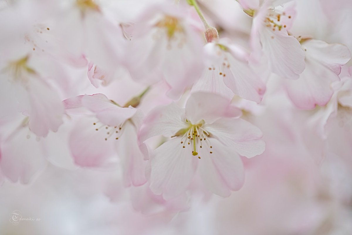 ところにより満開でした🥰🌸

#spring #canonphotography 
#花 #Flowers #花が好き 
#桜 #熊谷桜堤 
#TLを桜でいっぱいにしよう 
#TLを花でいっぱいにしよう