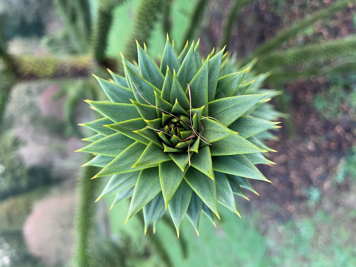 #DidYouKnow it’s #PlantAppreciationDay today? We all have that one special tree in the National Pinetum. What’s yours? We’ll go first…Monkey Puzzle Araucaria Araucana 💚 Bonus points for photos! 👇