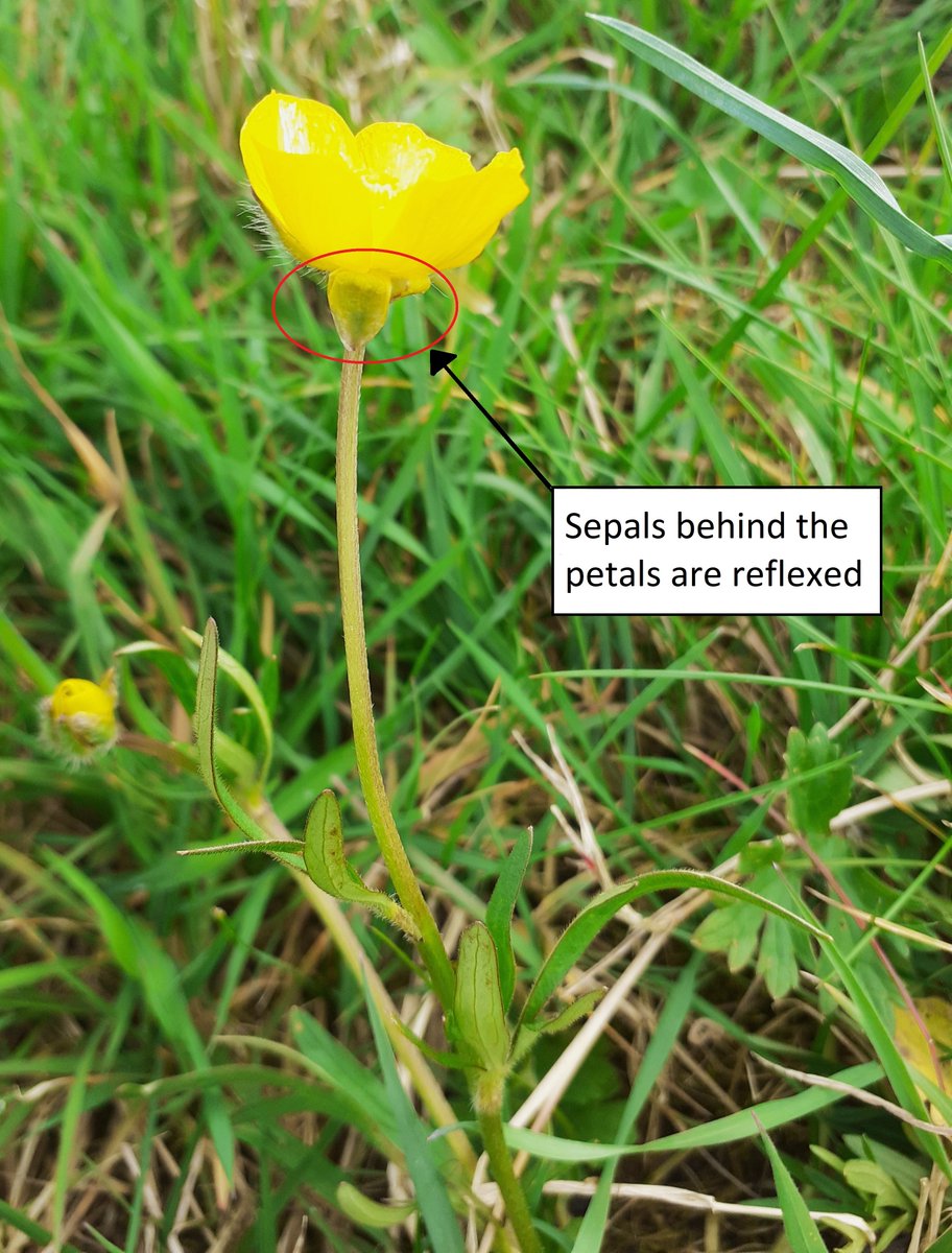 Another early grassland flower to look out for this April is the Bulbous Buttercup. Several species of buttercup are native to the UK and this is one of the earliest to flower. It can be separated from most of the others by the reflexed sepals behind the petals of the flower👇