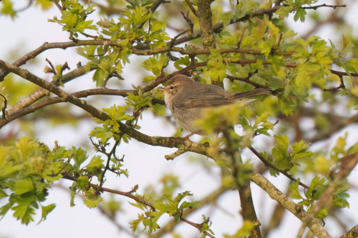 Willow Warbler at Croxley Common Moor early this morning #hertsbirds