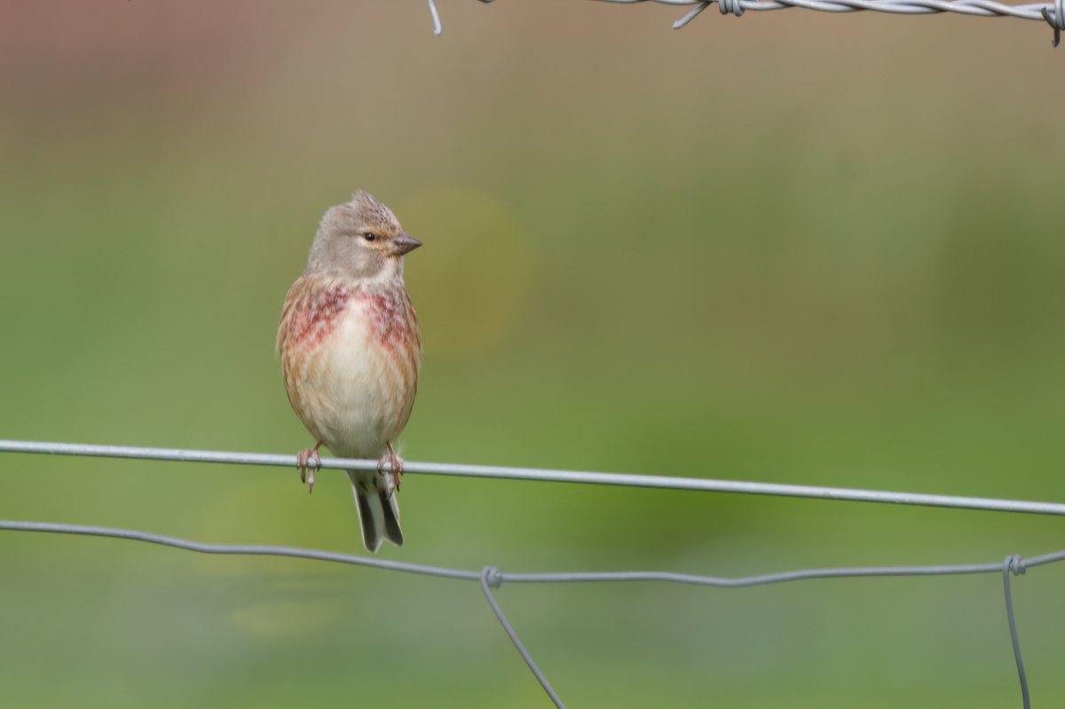 it's a Linnet innit @FarmWoodoaks this morning