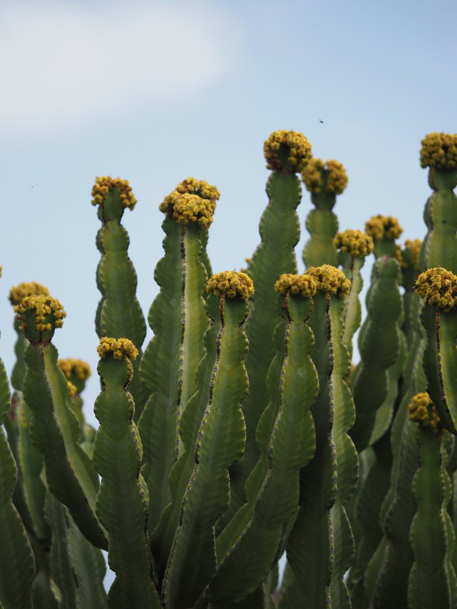 Euphorbia canariensis properly in flower. Humming with insects. El Tamaduste, El Hierro.