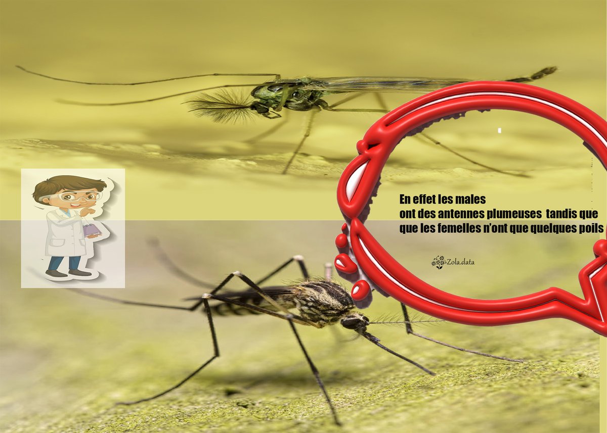 dedegnim's tweet image. Malaria is in full swing!!!!!
🔎 let&apos;s zoom in on the @mosquitoes.
Do you know how to distinguish male mosquitoes from females?
To start exercising, in the absence of a magnifying glass, have good eyes😉
📌Eid Mubarak