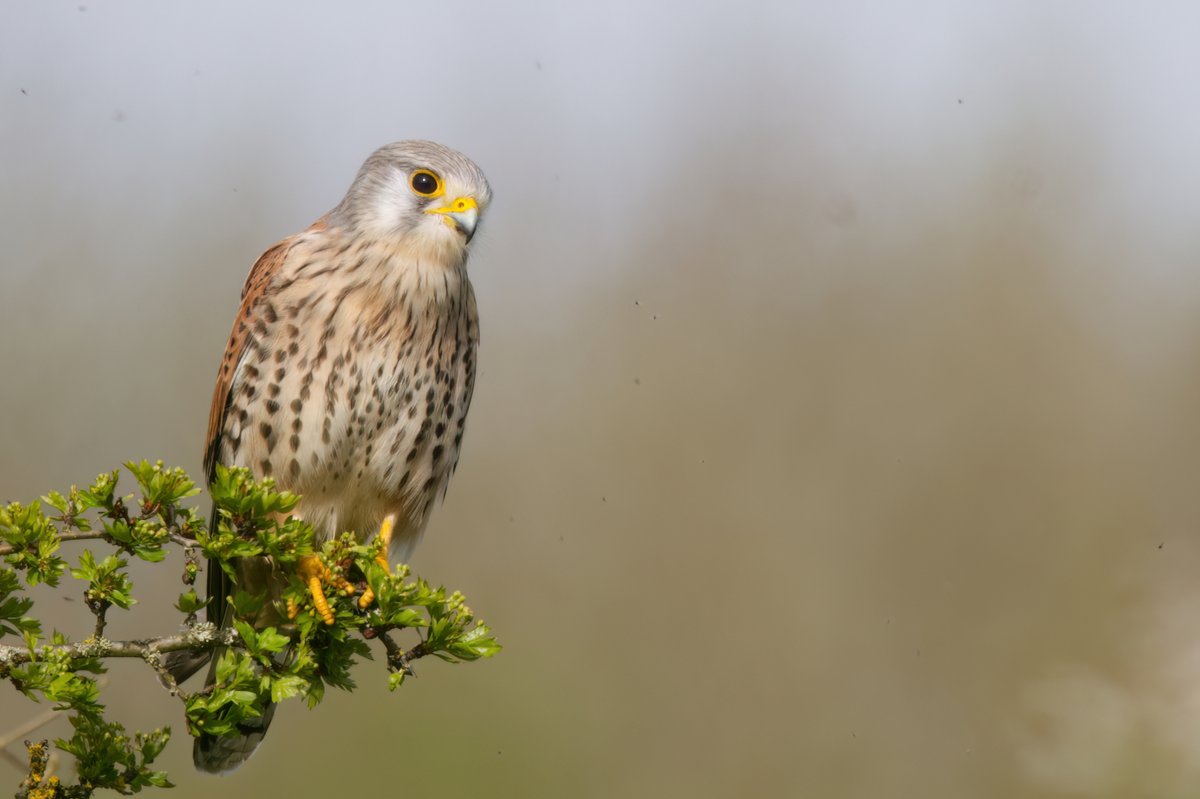 Kestrel Croxley Common Moor this morning