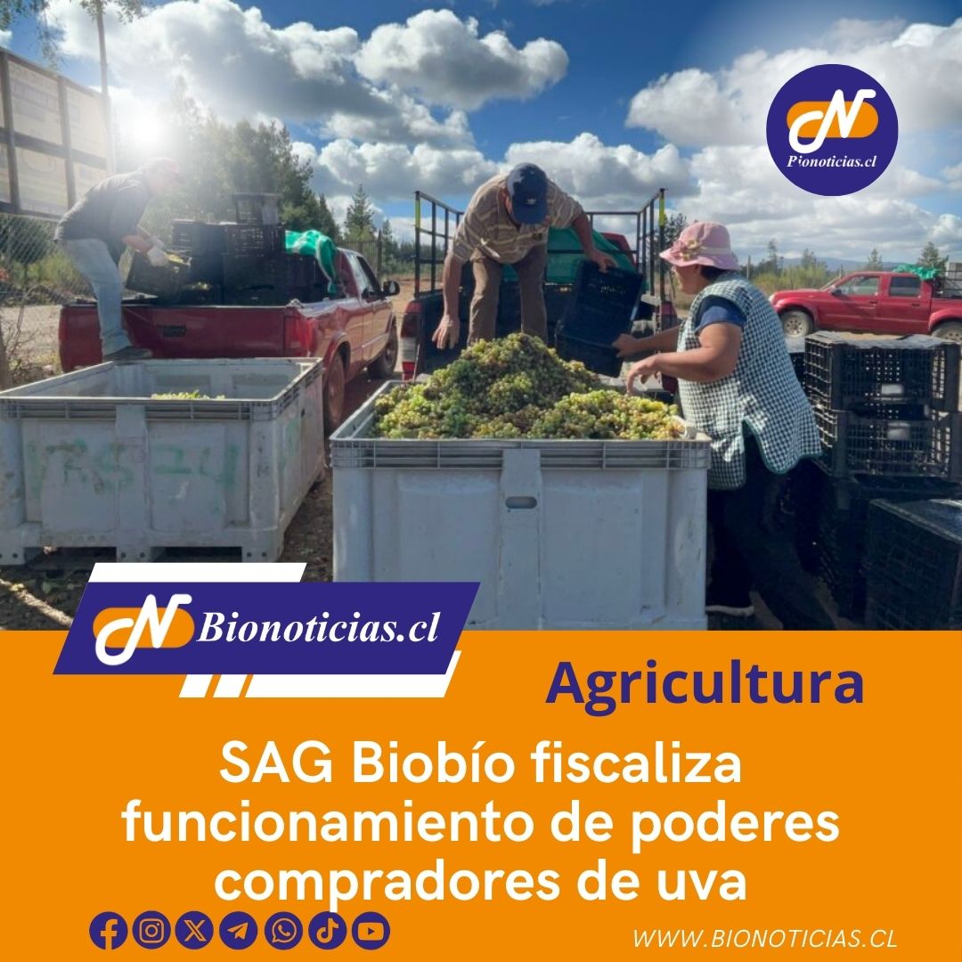 SAG Biobío fiscaliza funcionamiento de poderes compradores de uva 
bionoticias.cl/sag-biobio-fis… a través de @Bionoticiascl 
#SAGBiobío #FiscalizaciónUva #PoderesCompradores #AgriculturaSustentable #ControlCalidadUva