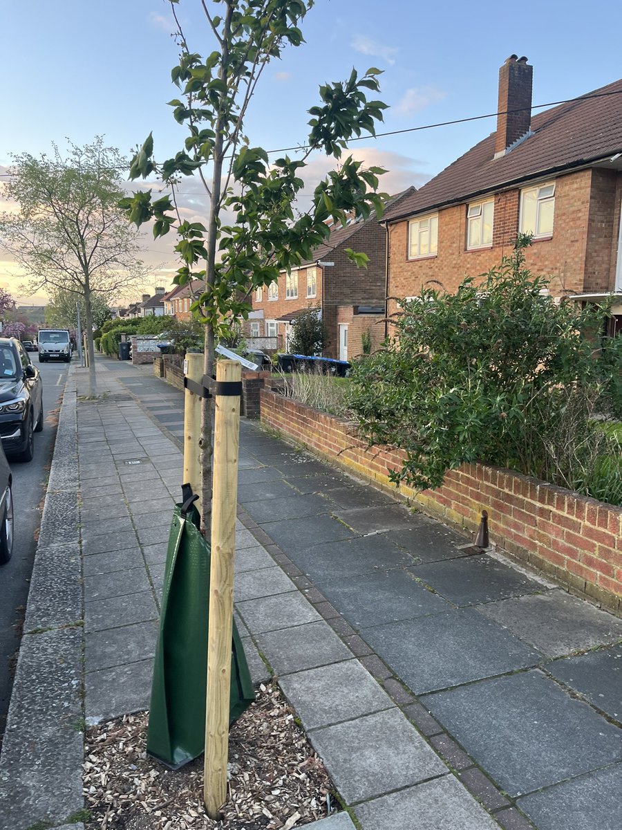 It’s lovely to see trees being replaced on Bryan Avenue. 😊 A massive thanks to @Dinanewman for working hard in our area to get them planted. I’m looking forward to seeing more trees being planted across #BrondesburyPark. 🌳