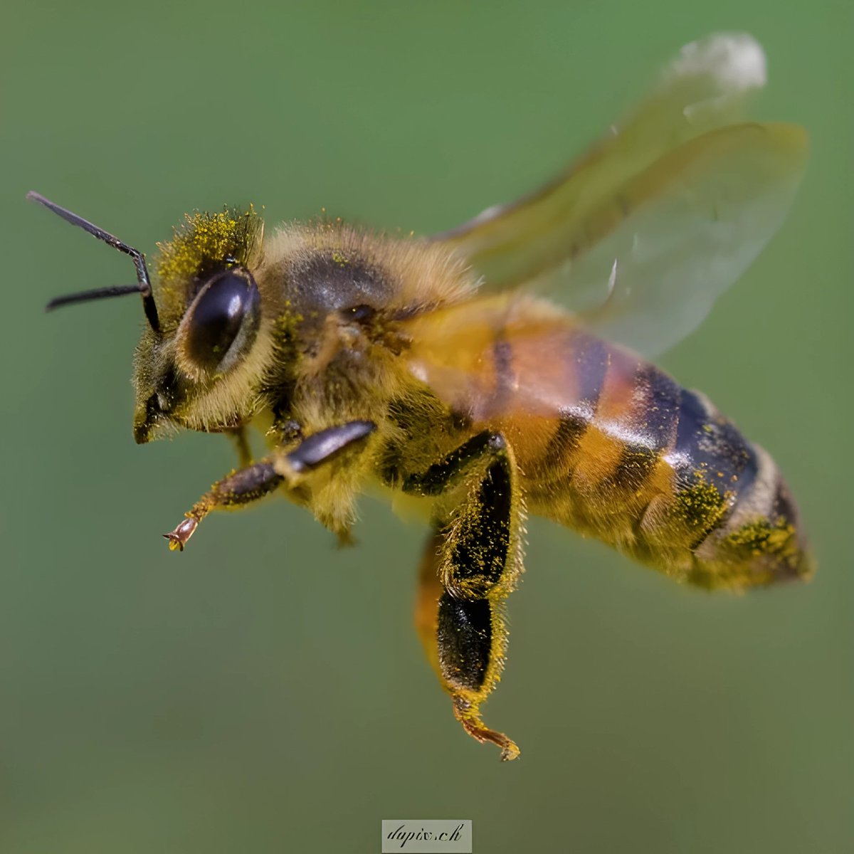 Ein Bienchen😊