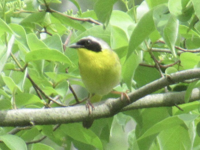 @indian_pitta Prothonotary Warbler, Common Yellowthroat