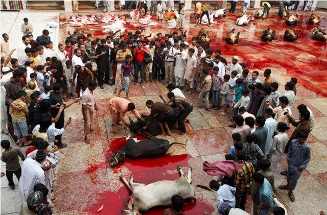For all the liberal wokes supporting so called ‘Eid’ just remember you are condoning vile, ritualistic animal torture. This is what you’re supporting when you say ‘happy Eid’. 🩸 🔪