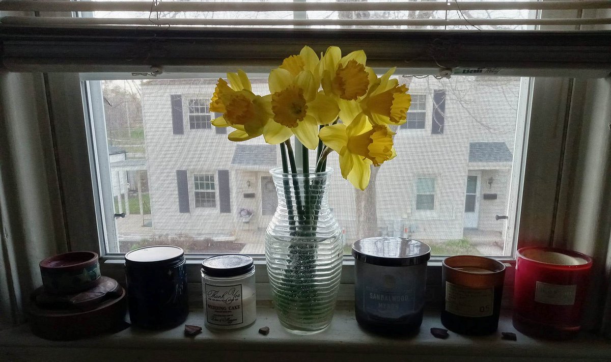 my perennial snapshot of the perennial 'Daffodils in a Vase in My Bathroom'. 

'Give me odorous at sunrise a garden of beautiful flowers where I can walk undisturbed...' - excerpt from Walt Whitman's 'Give Me the Splendid Silent Sun'

#daffodils #Nature #poetry #WaltWhitman