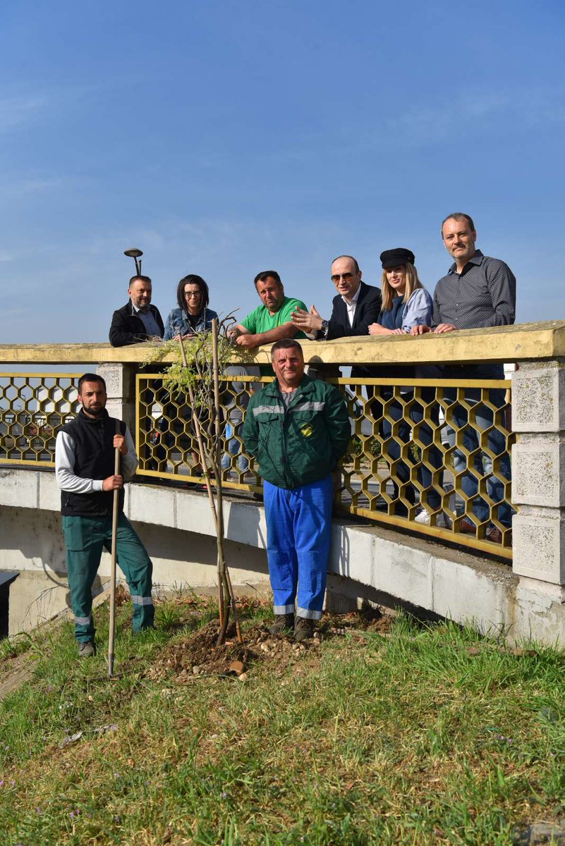 Мостове канала Дашница красиће Глицинија. 

Хвала донаторима садница:

1. Caffe &amp; lounge bar SOHO
2. Garden pub, Бијељина
3. Elephant solutions
4. Шаховски клуб
5. Rotary club, Бијељина
6. УГ Пегаз
7. PRO-VIA д.о.о. Бијељина