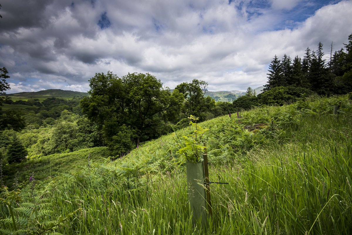 The 8th Woodland Carbon Guarantee Auction will take place online from 23 to 29 September. £20m is available for farmers and land managers to help accelerate woodland planting rates and remove carbon dioxide from the atmosphere. Apply by Fri 6 September: gov.uk/guidance/woodl…