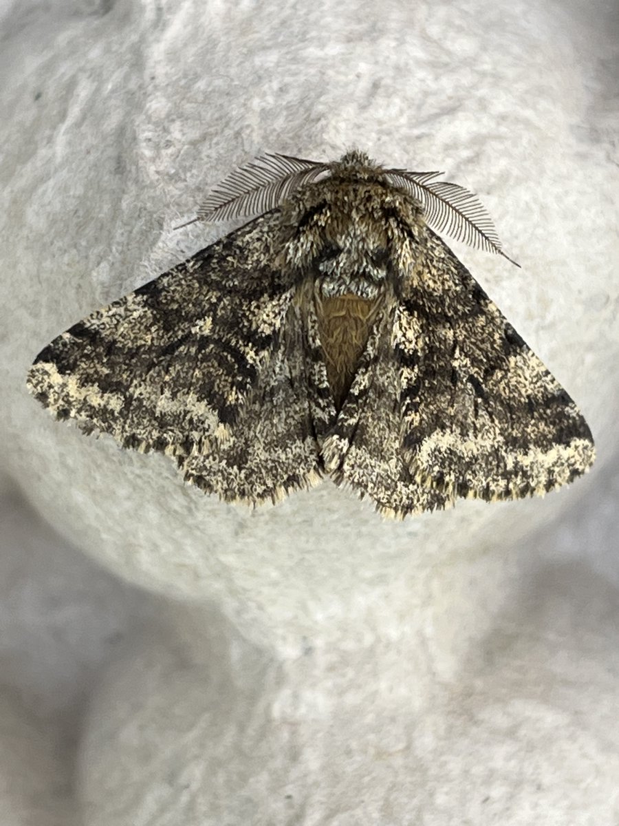 The garden moth trap (Caversham, Berks) seems very slow to get going this spring. Only three moths this morning, one the ever present Hebrew character, and two Brindled Beauty. I’m sure it will pick up soon! @UpperThamesBC